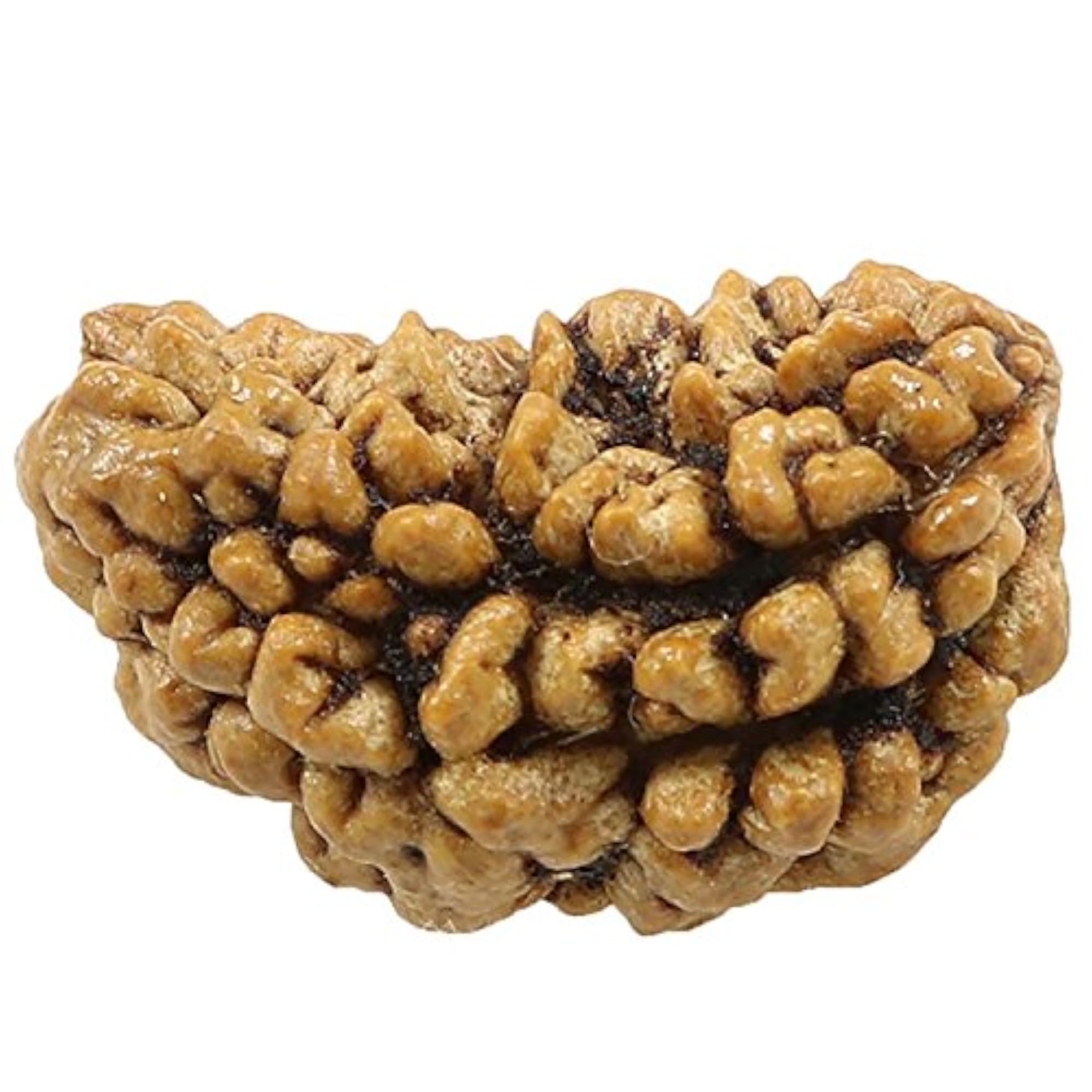 Natural Lab Certified Rudraksha Bead 1 Mukhi One Face